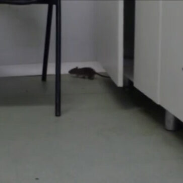ratosupa